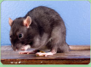 rat control East Grinstead